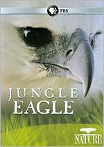 Nature: Jungle Eagle