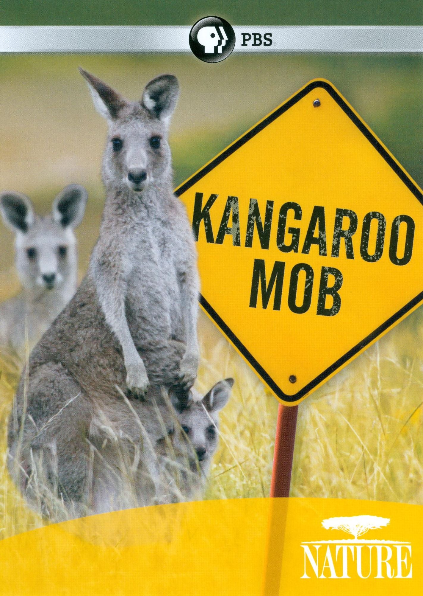 Nature: Kangaroo Mob