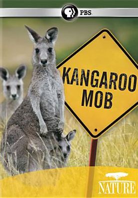 Nature: Kangaroo Mob