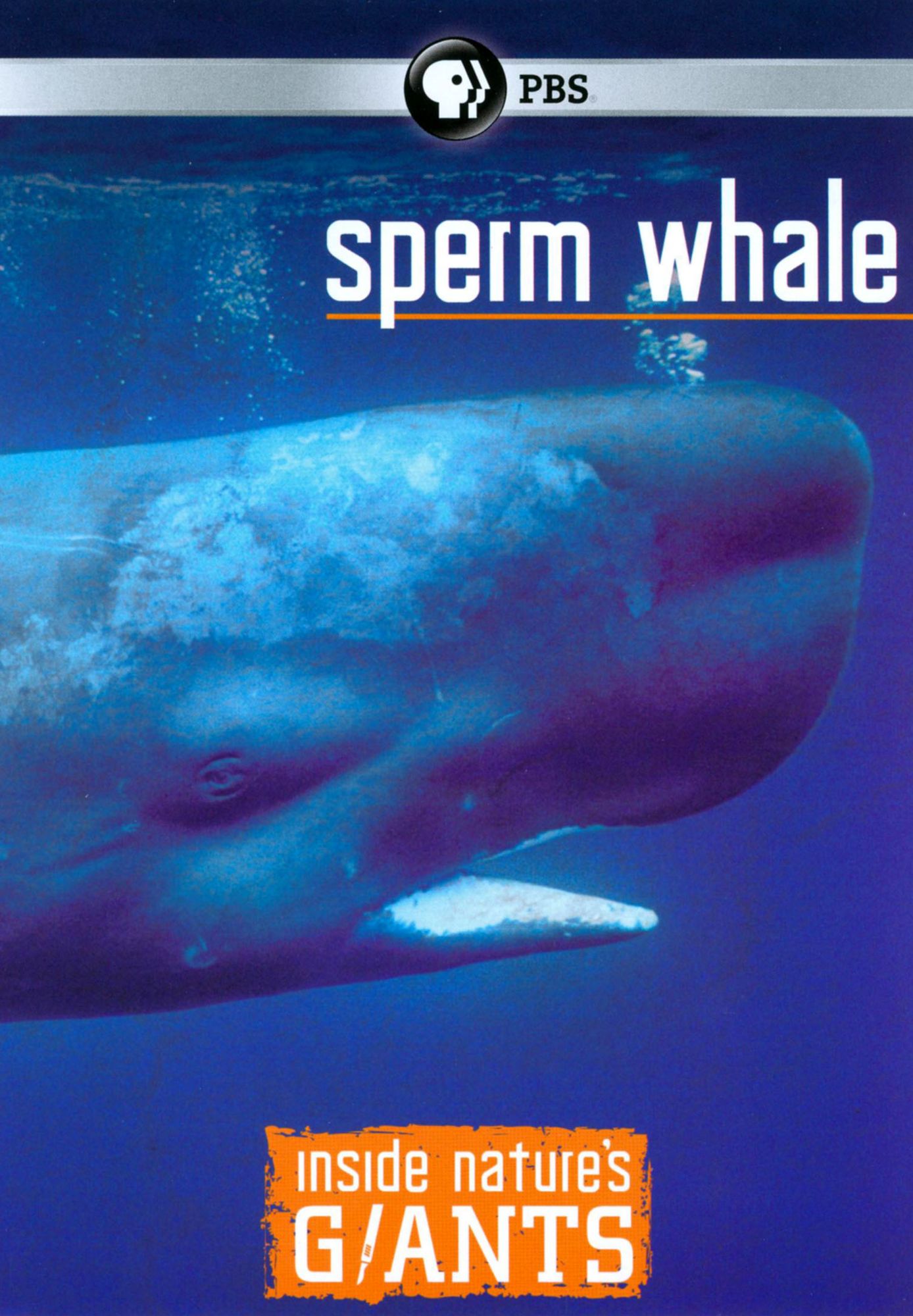 Inside Nature's Giants: Sperm Whale