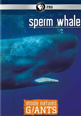 Inside Nature's Giants: Sperm Whale