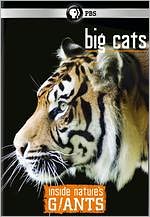 Inside Nature's Giants: Big Cats