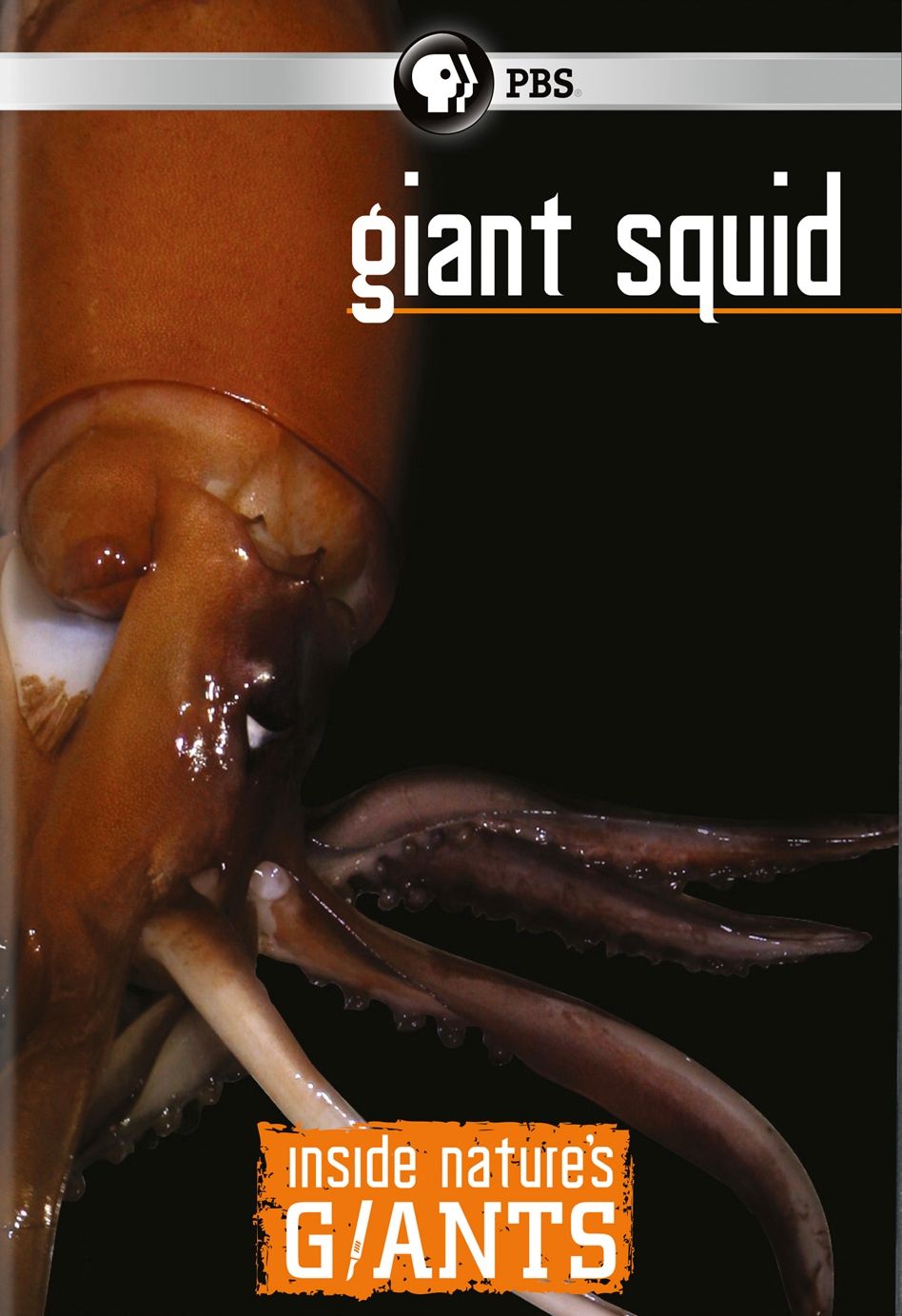 Inside Nature's Giants: Giant Squid