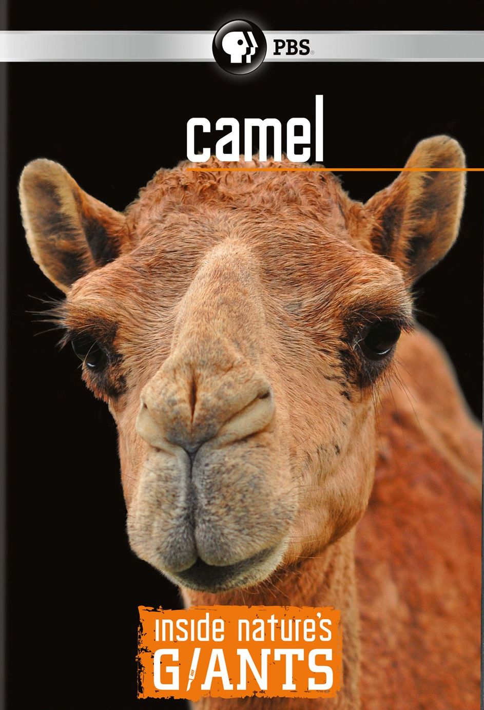 Inside Nature's Giants: Camel