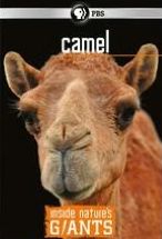 Inside Nature's Giants: Camel