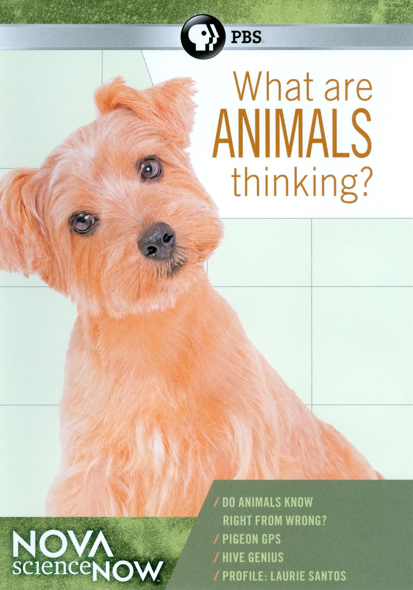 NOVA scienceNOW: What Are Animals Thinking?