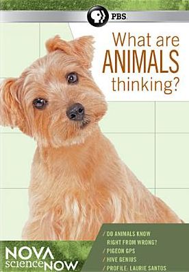 NOVA scienceNOW: What Are Animals Thinking?