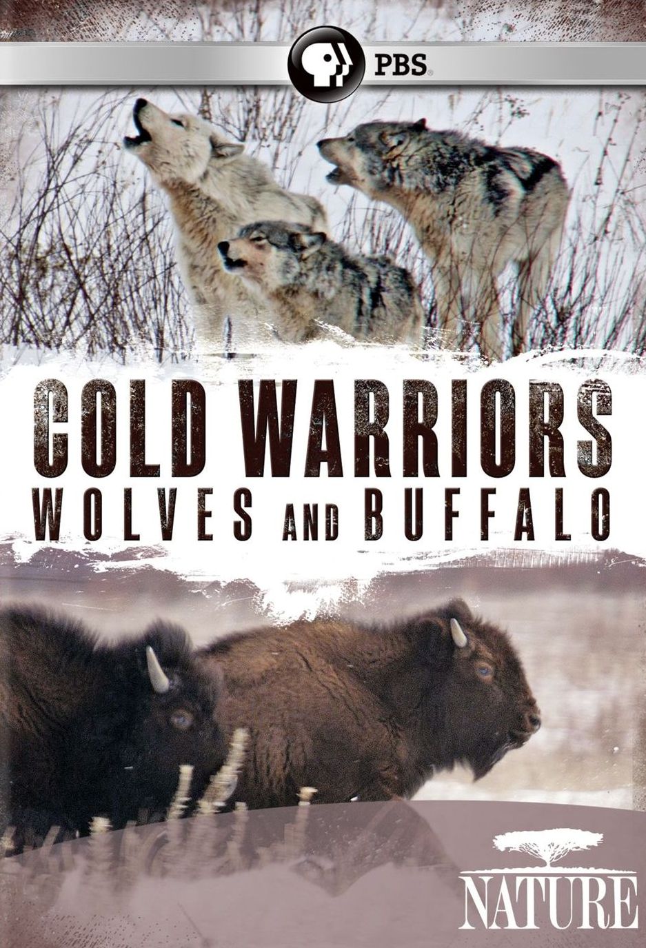 Nature: Cold Warriors - Wolves and Buffalo
