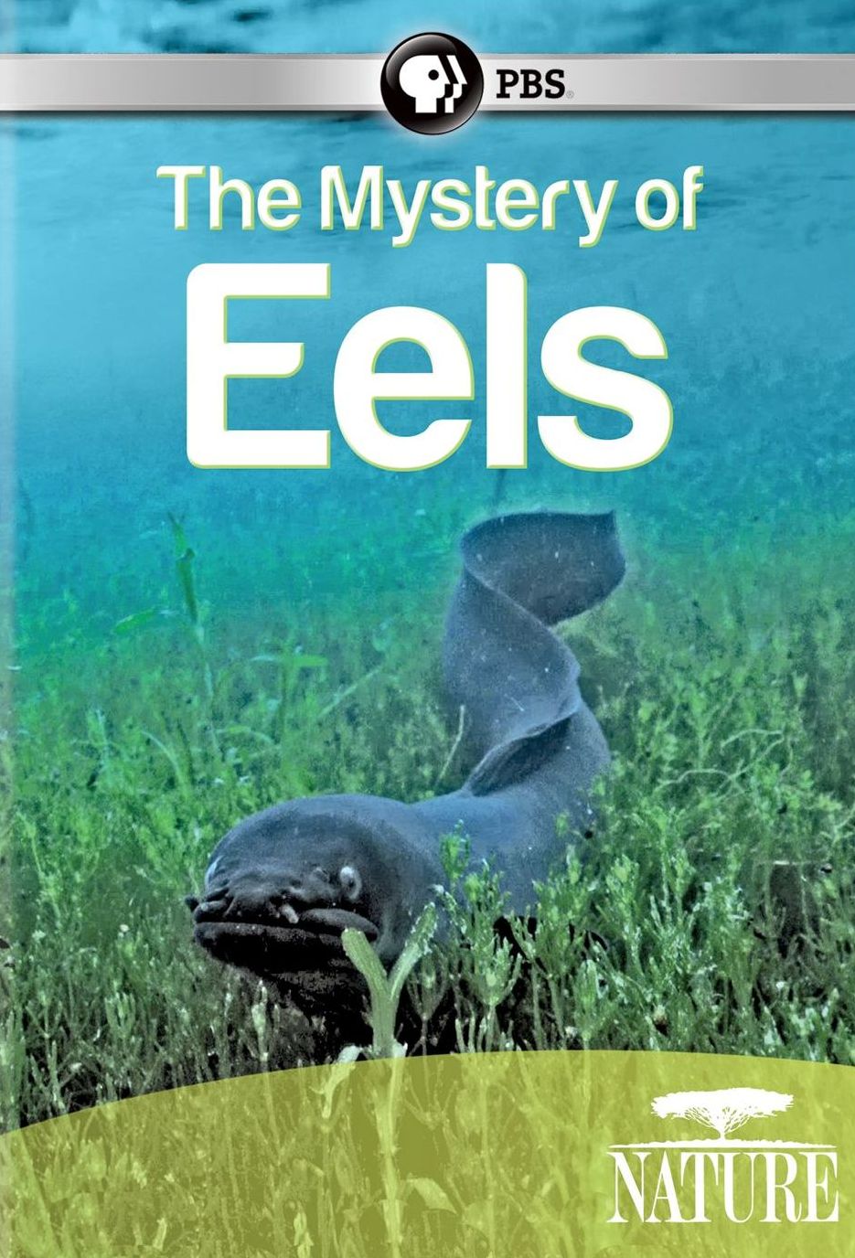 Nature: The Mystery of Eels