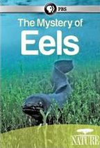 Nature: The Mystery of Eels