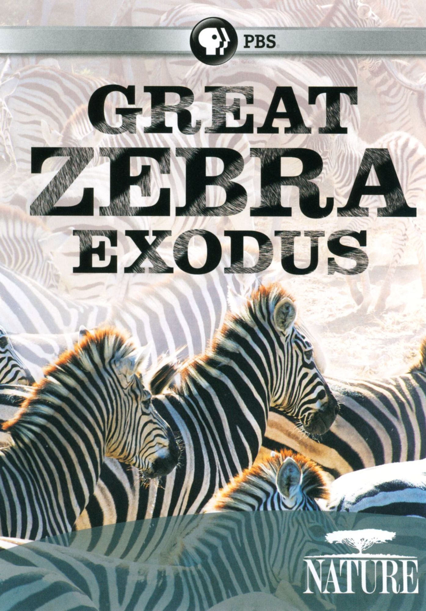 Nature: Great Zebra Exodus