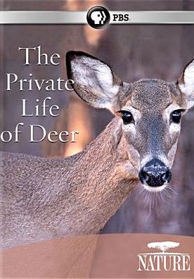 Nature: The Private Life of Deer