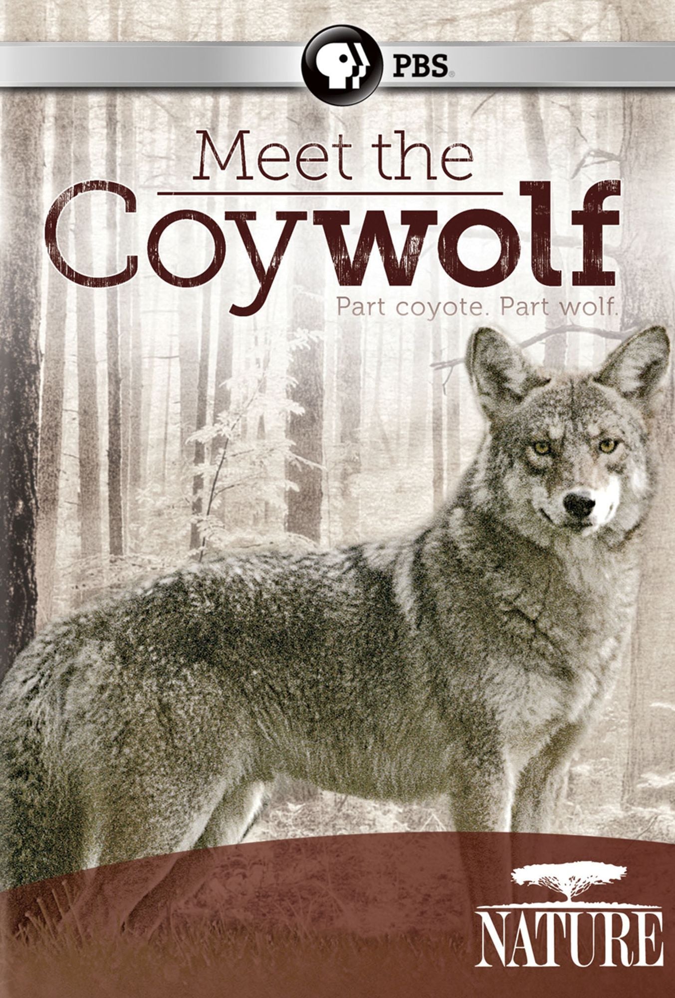 NATURE: MEET THE COYWOLF