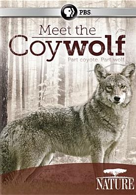 NATURE: MEET THE COYWOLF