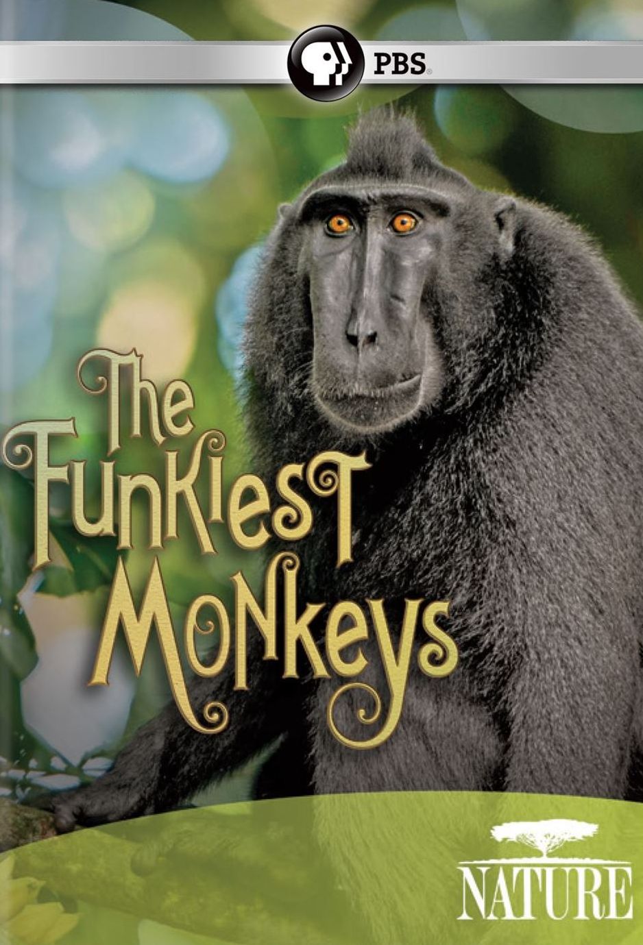 NATURE: FUNKIEST MONKEYS