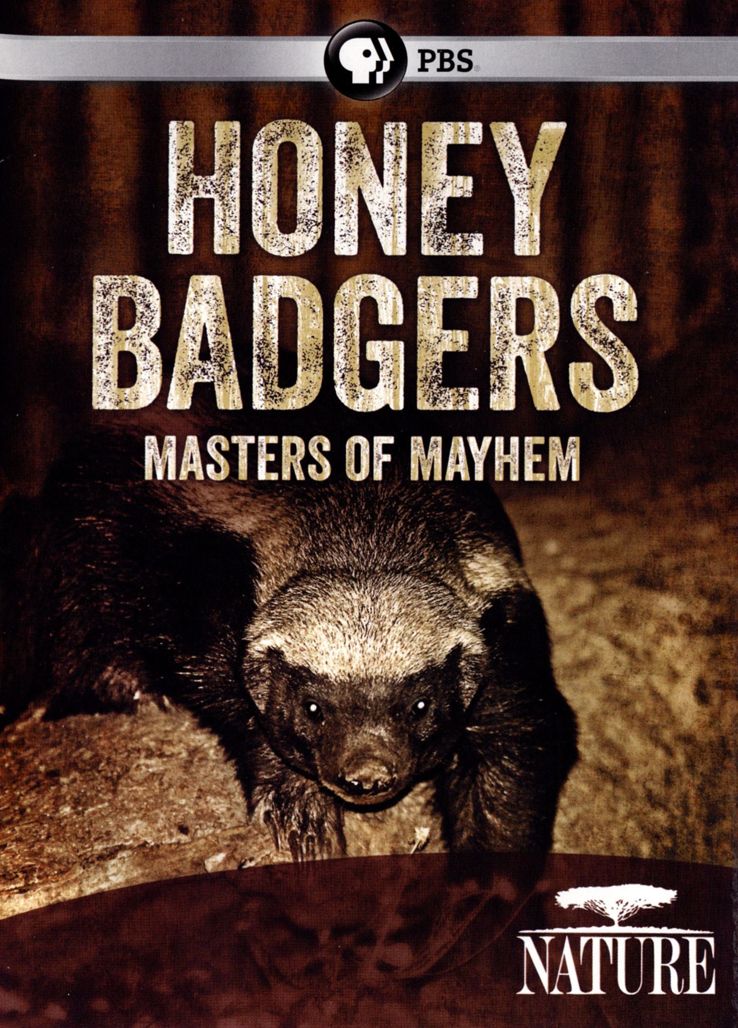 NATURE: HONEY BADGERS: MASTERS