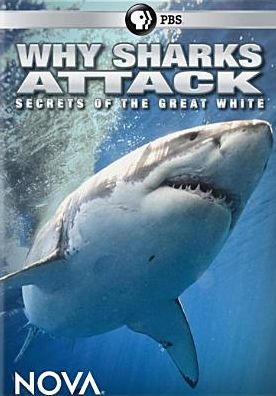 WHY SHARKS ATTACK