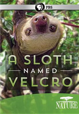 Nature: A Sloth Named Velcro