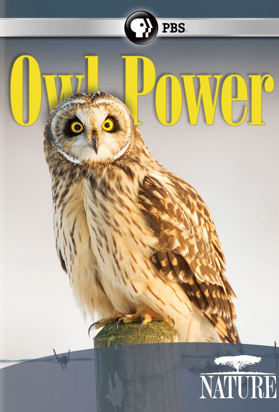 NATURE: OWL POWER