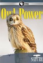 NATURE: OWL POWER