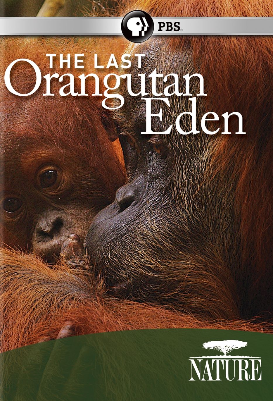 NATURE: LAST ORANGUTAN EDEN