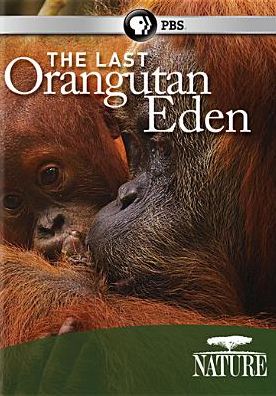 NATURE: LAST ORANGUTAN EDEN