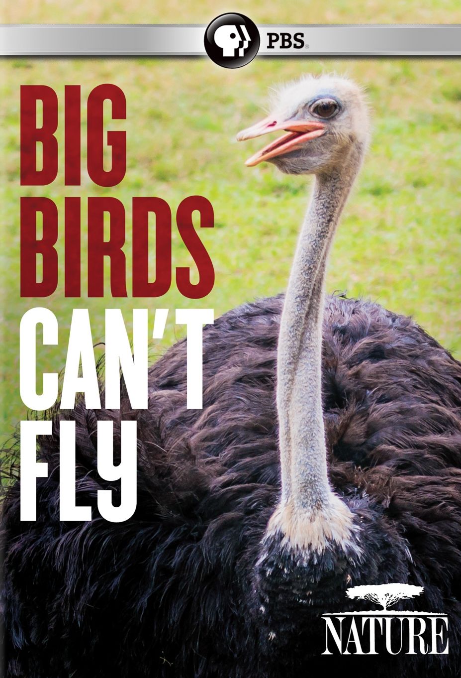 NATURE: BIG BIRDS CAN'T FLY