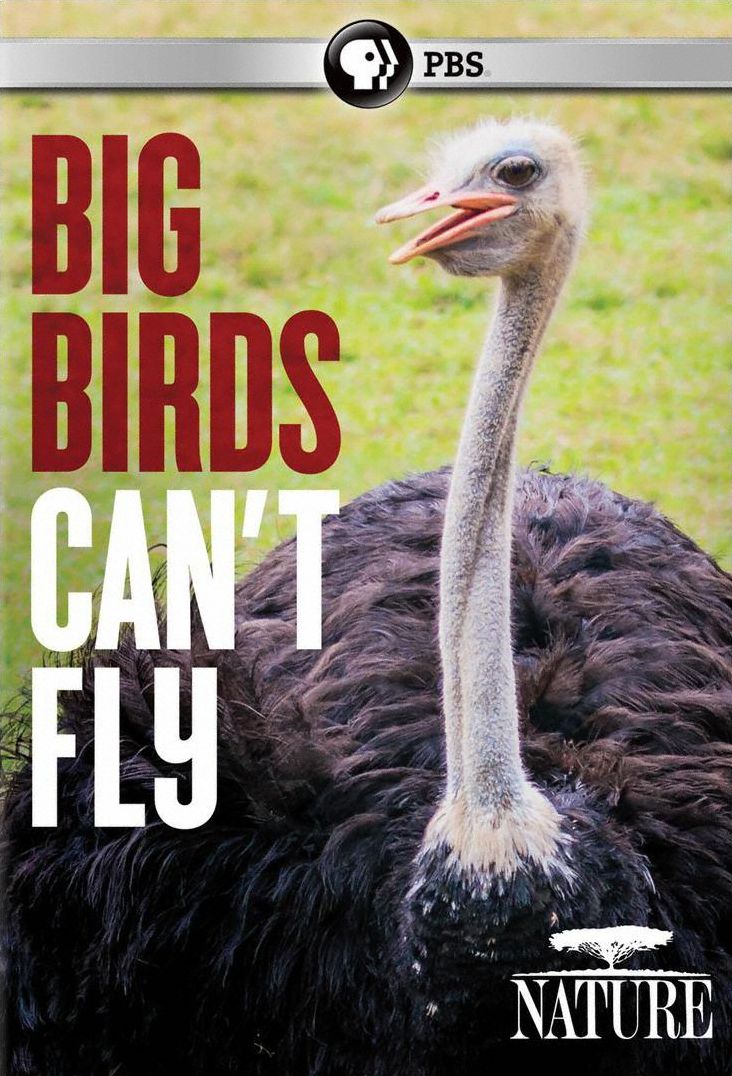 NATURE: BIG BIRDS CAN'T FLY