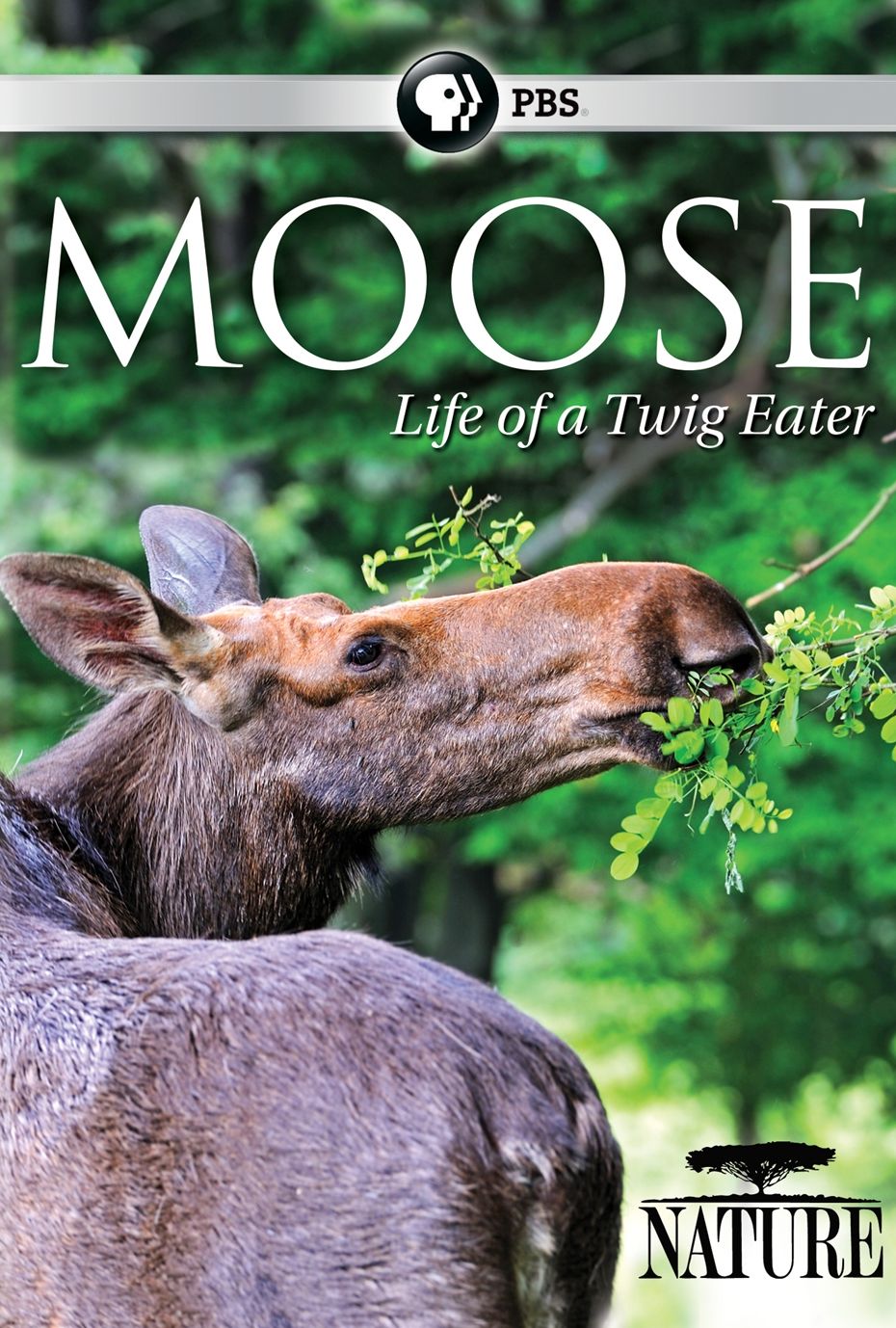 Nature: Moose - Life of a Twig Eater