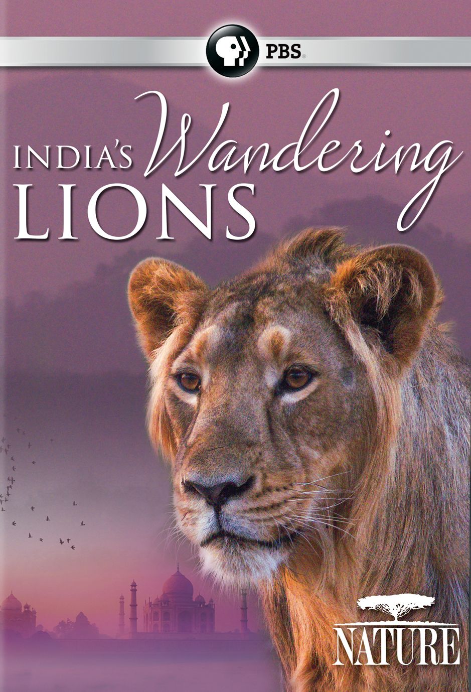 Nature: India's Wandering Lions