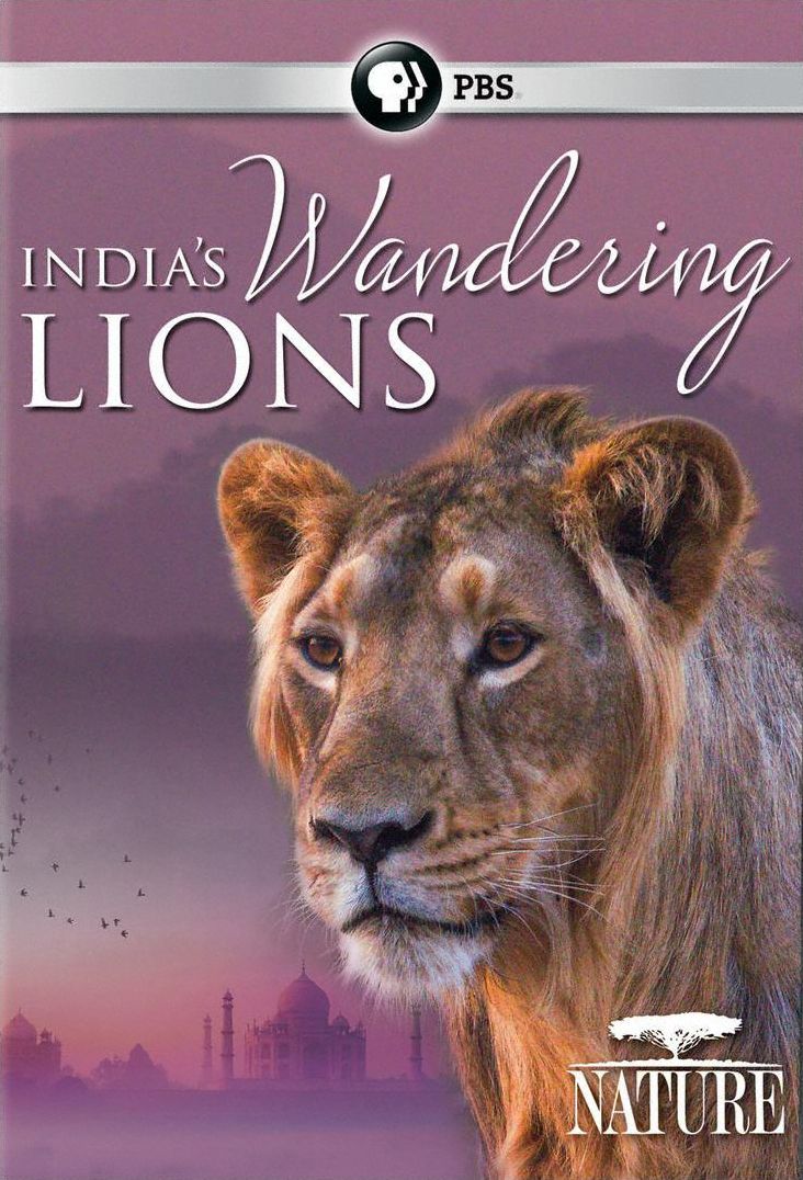 Nature: India's Wandering Lions