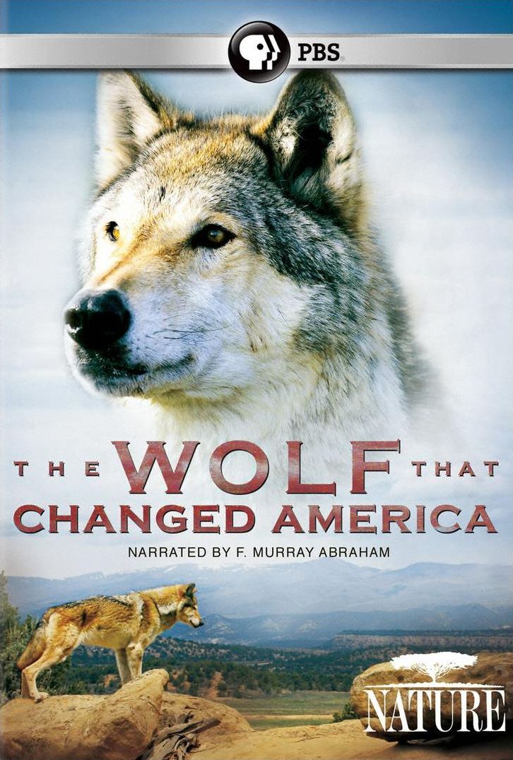Nature: The Wolf That Changed America