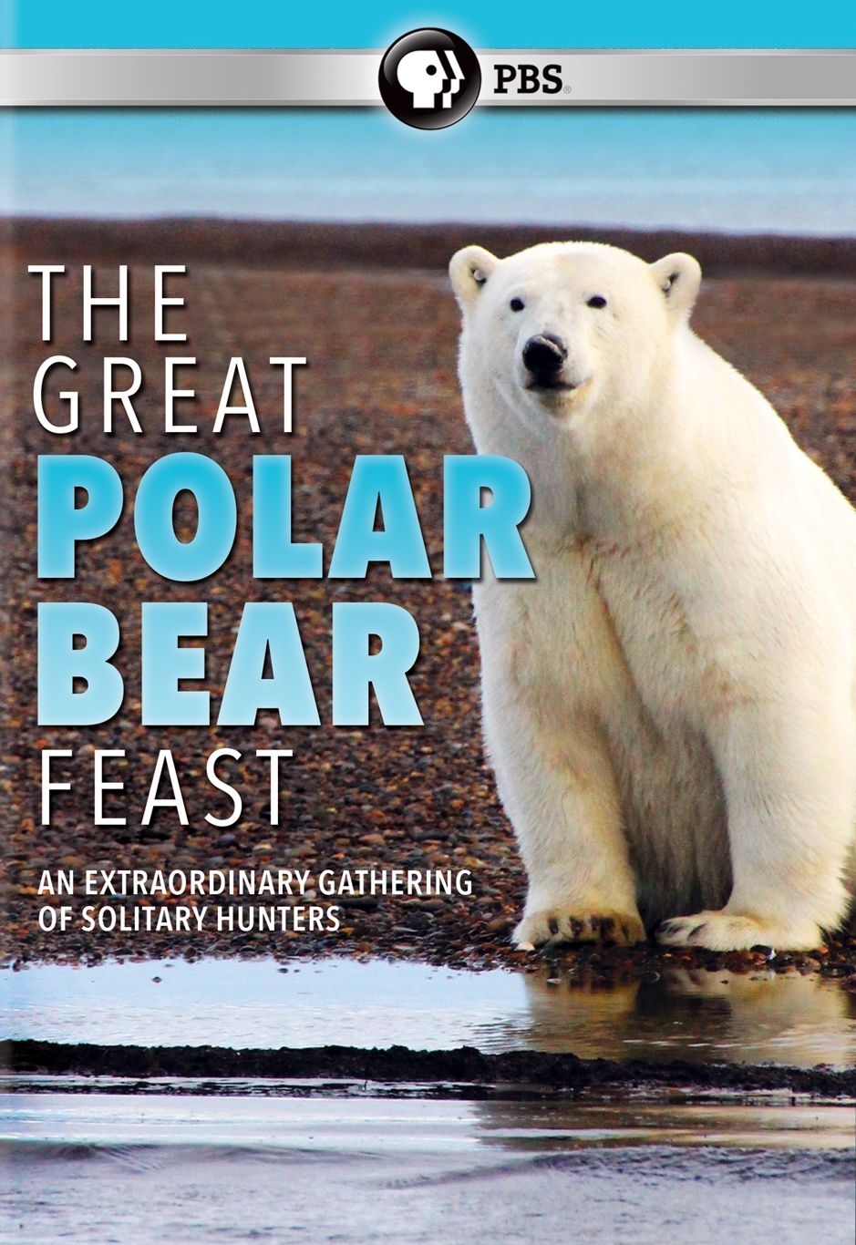 GREAT POLAR BEAR FEAST