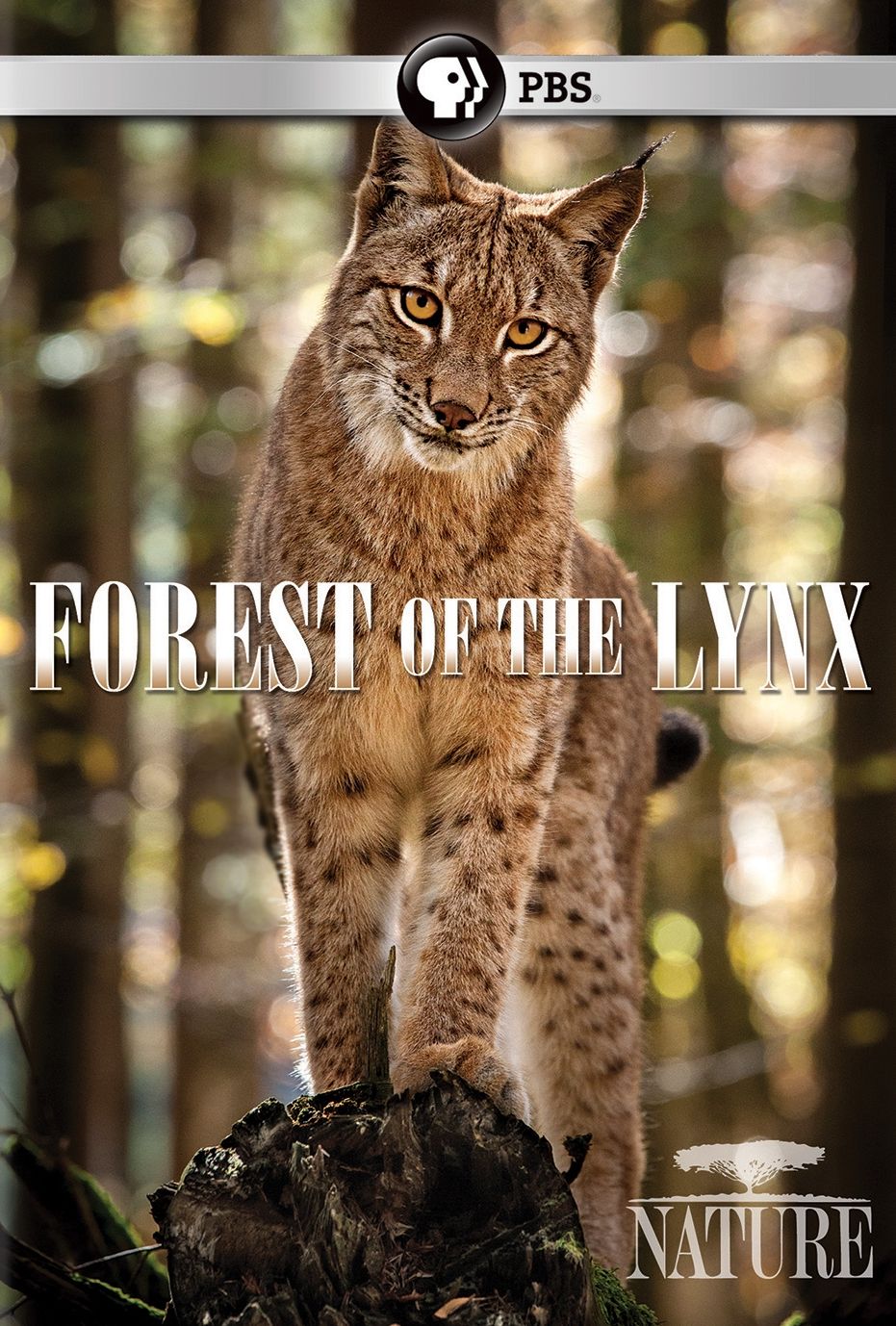 Nature: Forest of the Lynx