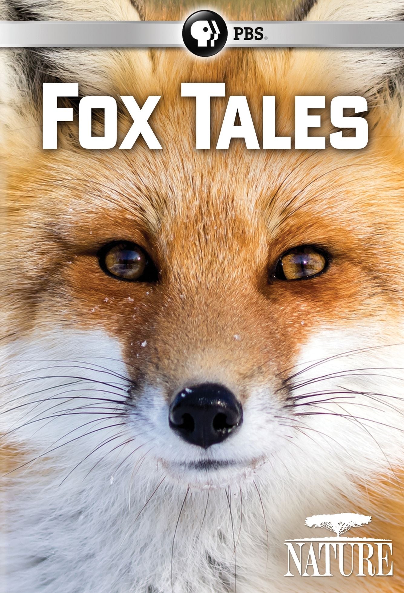 Nature: Fox Tales