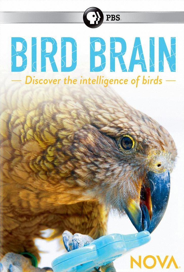Nova: Bird Brain