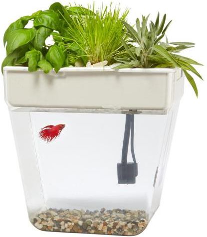 Water Garden Deluxe