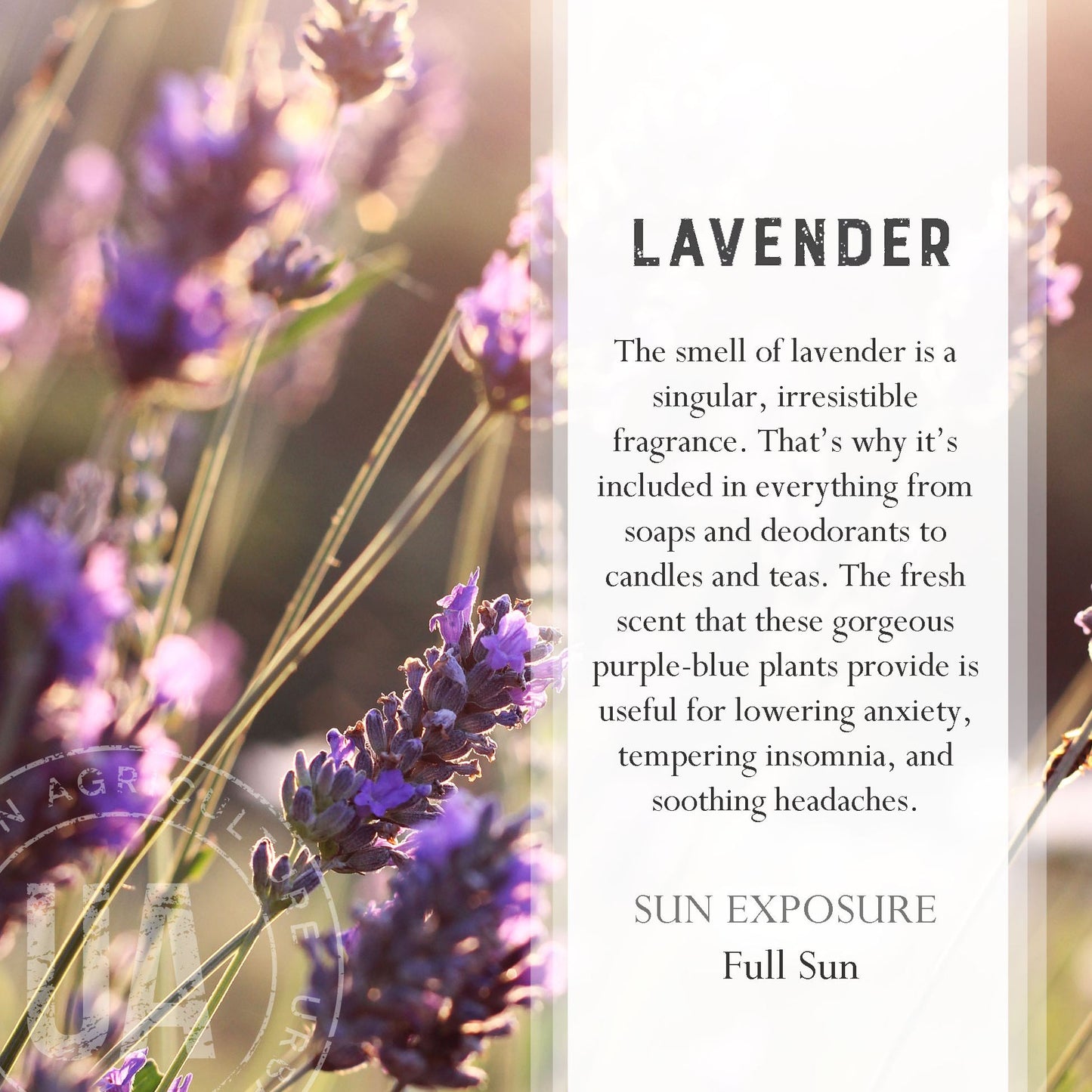 Urban Agriculture DIY Lavendar Spa Kit