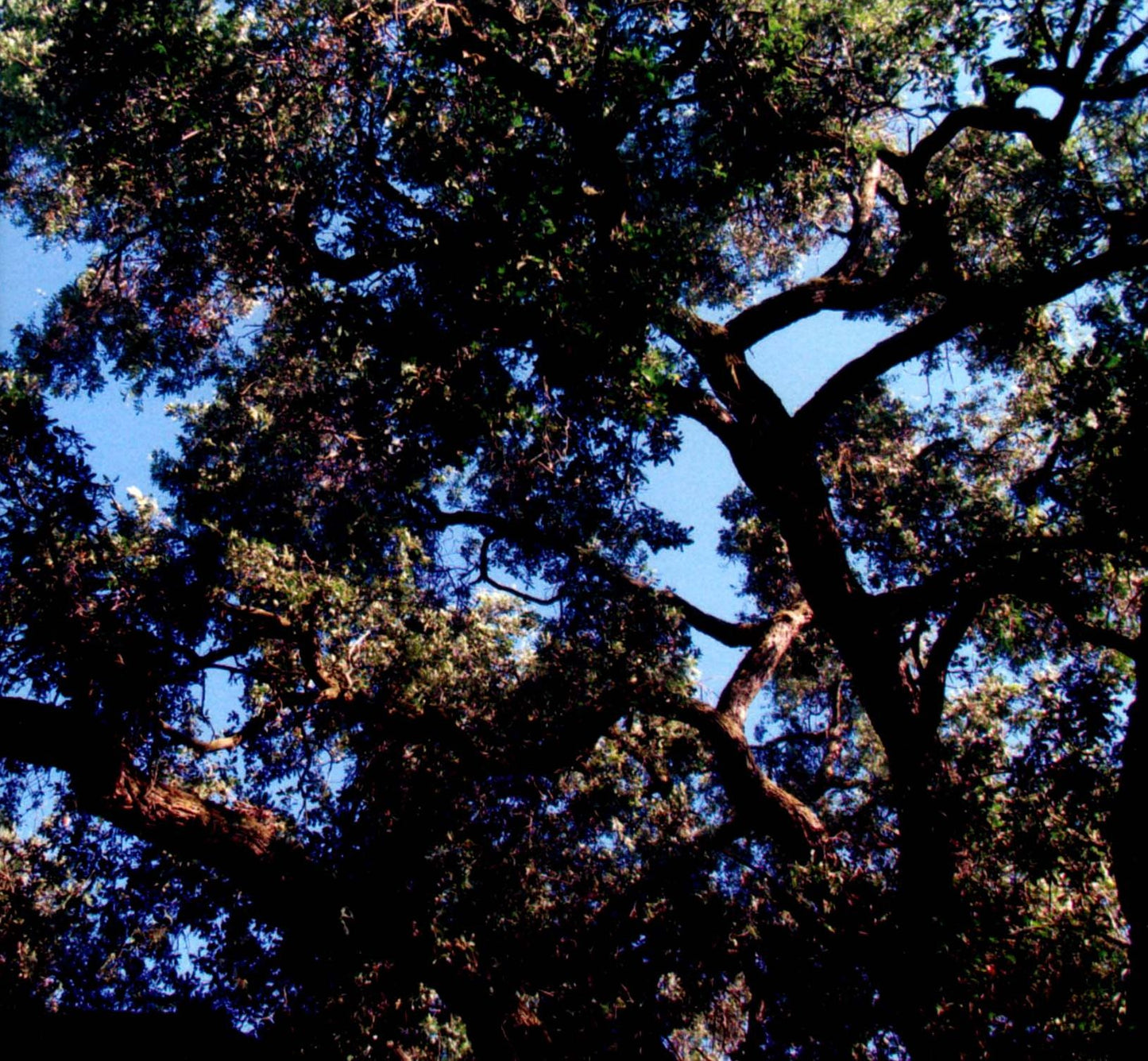 Trees
