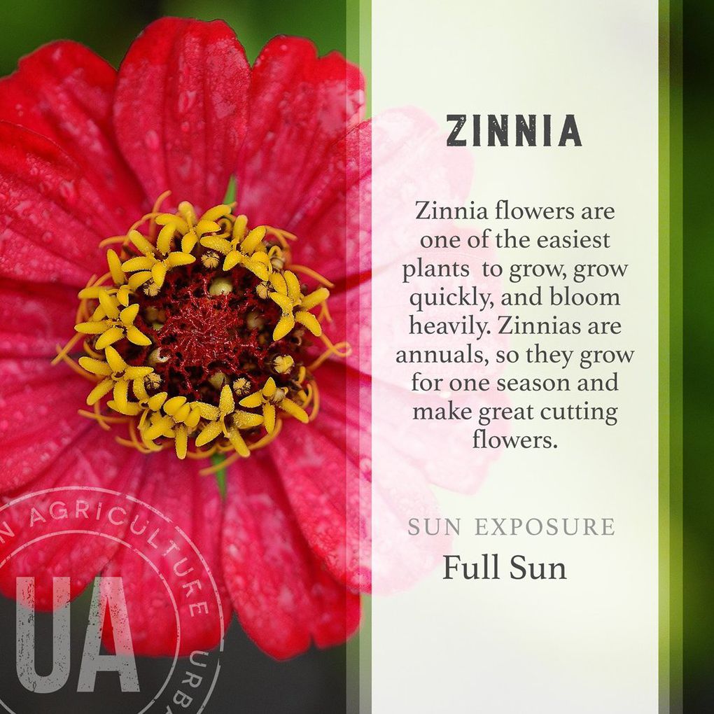 Organic Zinnia Grow Kit