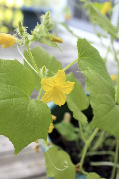 Sunny Side Up Veggie Garden Eggcrate