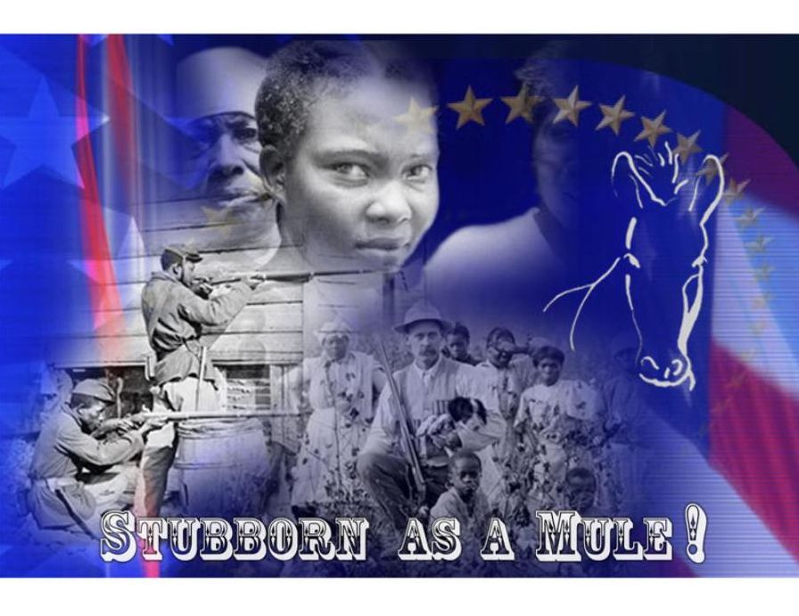Stubborn as a Mule!