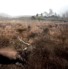 Feels, Feathers, Bog And Bees