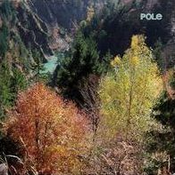 Wald