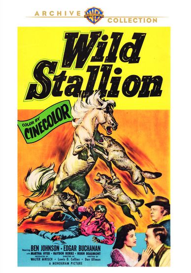 Wild Stallion