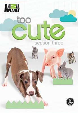 Too Cute Season 3