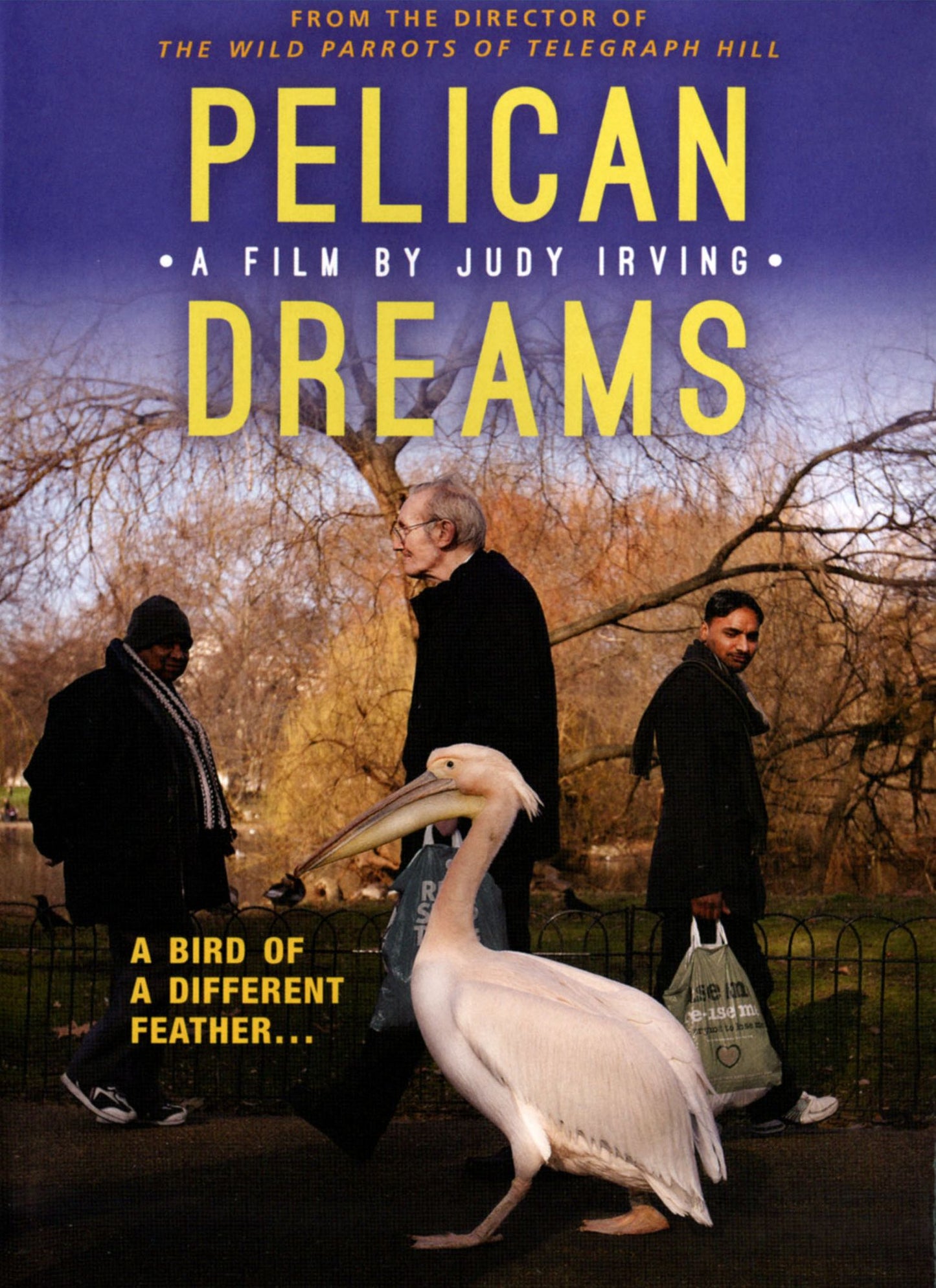 Pelican Dreams