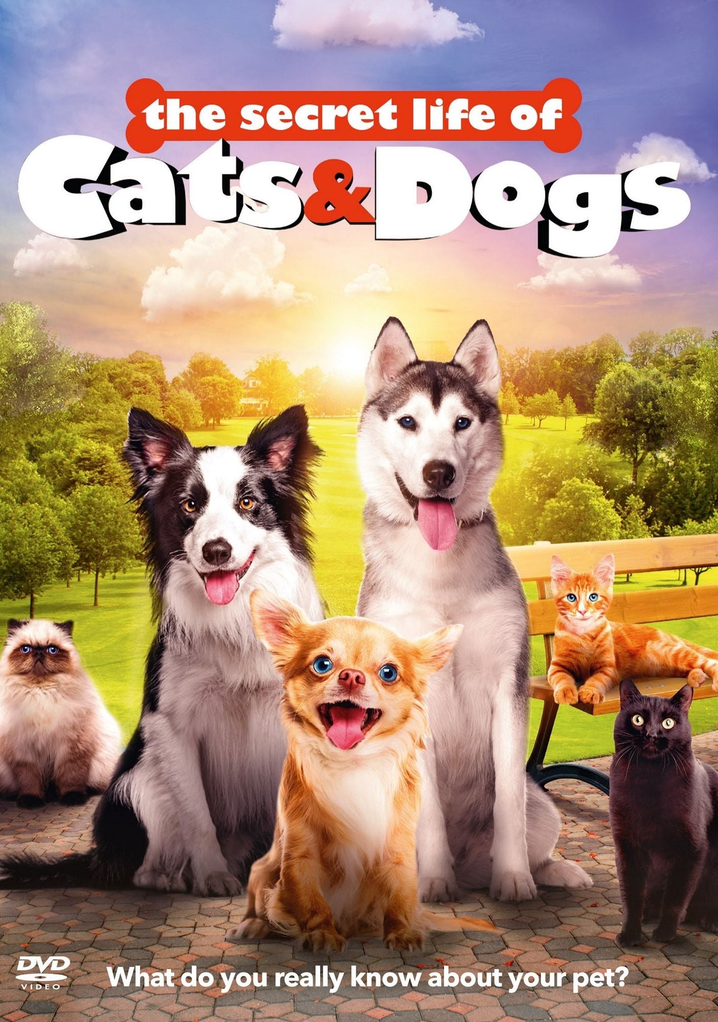 The Secret Life Of Cats & Dogs