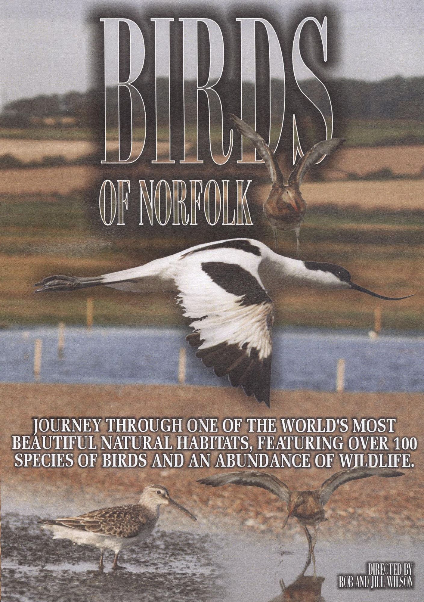 Birds of Norfolk: A Bird Watcher's Dream