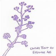 Century Plant On Esplanade Ave